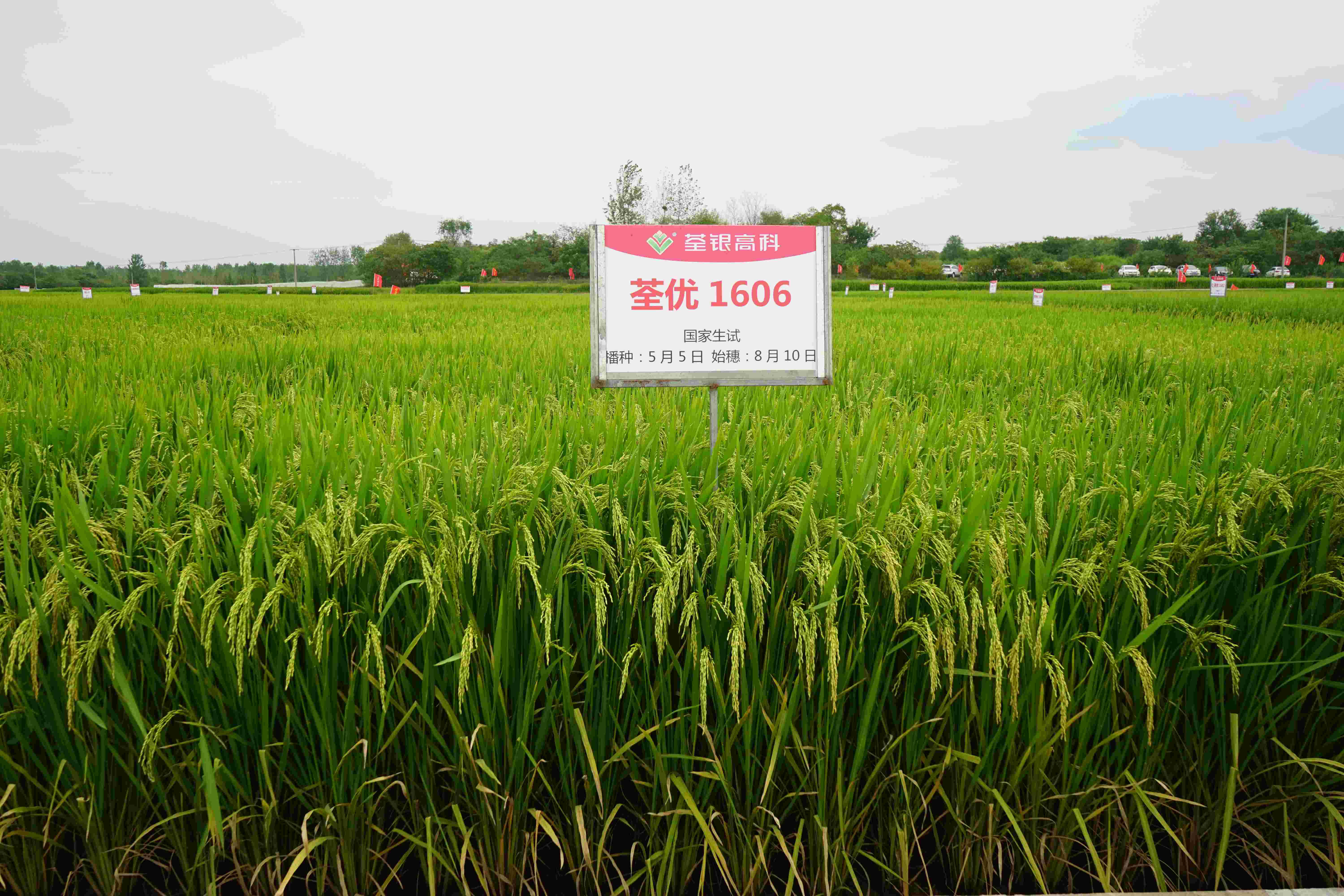 7、荃優1606(1).jpg 7、荃優1606(1).jpg