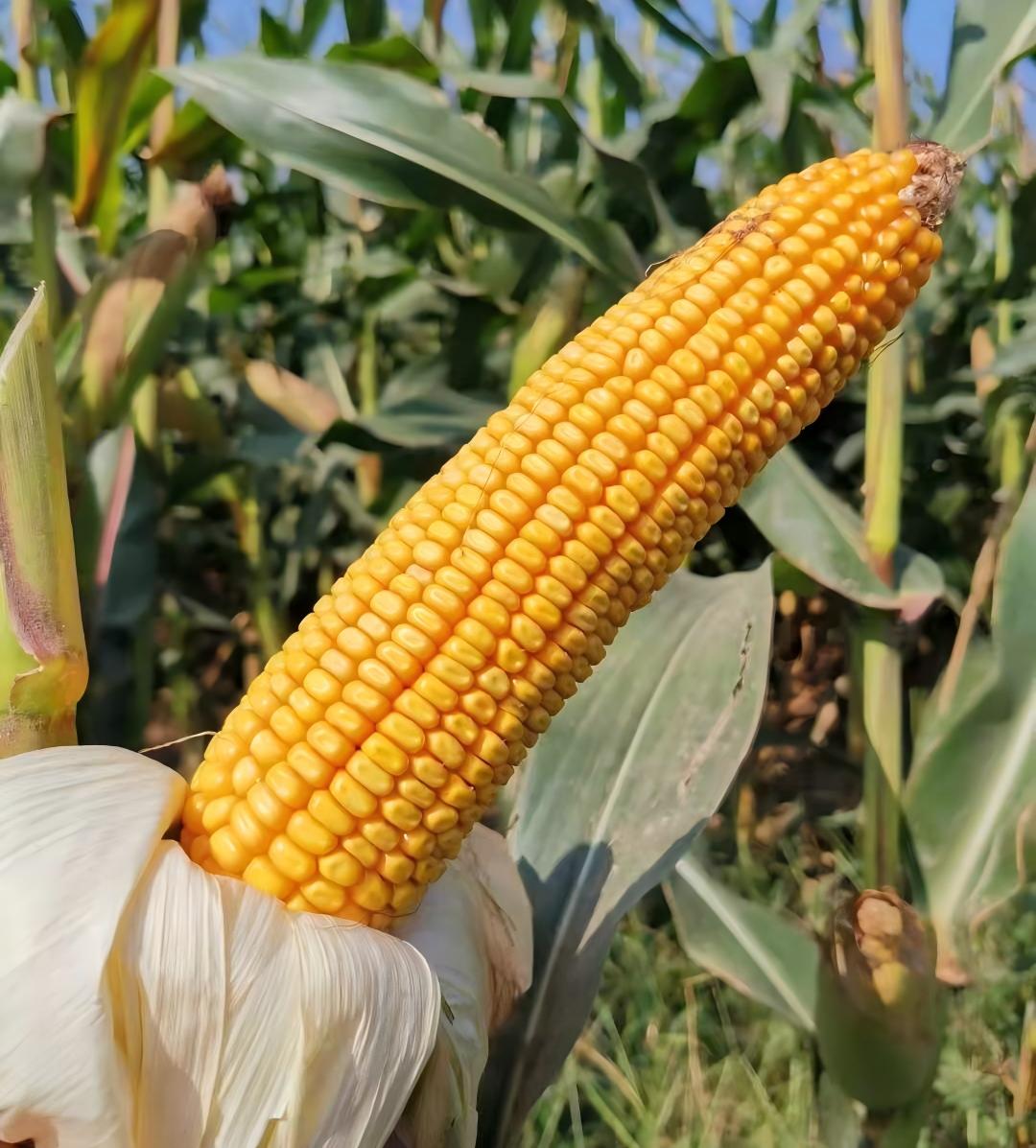 荃玉18.jpg 荃玉18.jpg